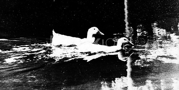 Ducks in Country Lake 1966