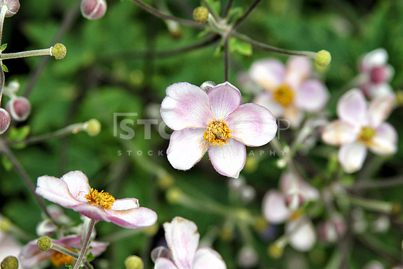 Photo #23