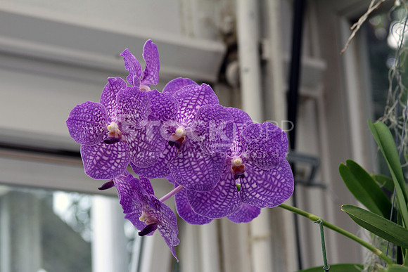 Photo #26