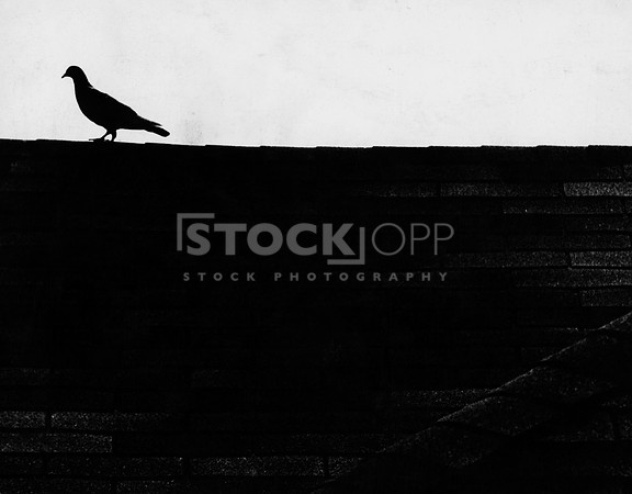 Bird on a House - 1966