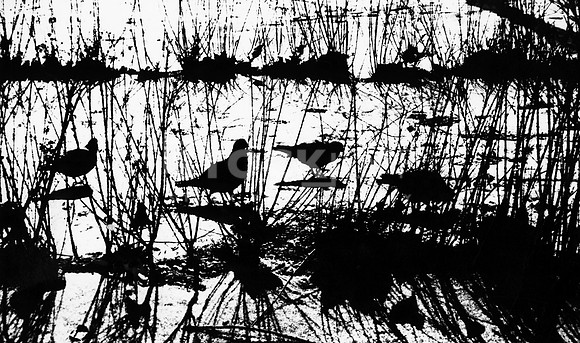 Birds in Snow - 1965