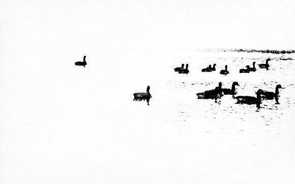 Pond 1966