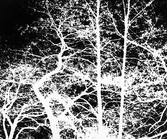 Trees in the Country 1968