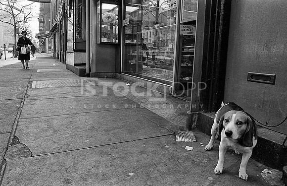 Dog 23rd Street NYC